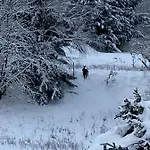 Bergchalet Loewenzahn * Benshausen