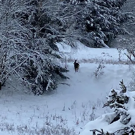 Bergchalet Loewenzahn * Benshausen