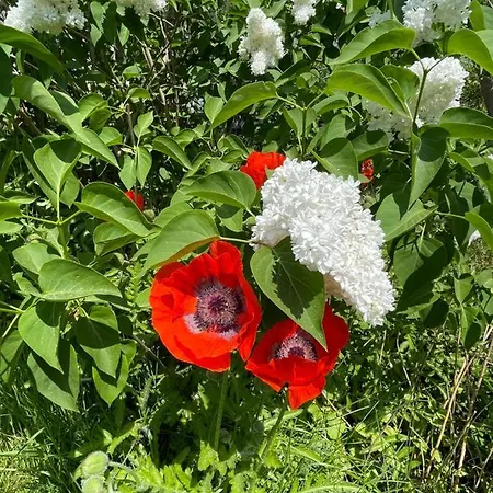 Bergchalet Loewenzahn Hébergement de vacances Benshausen