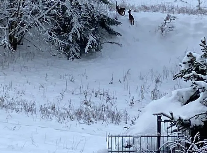 Bergchalet Loewenzahn * Benshausen