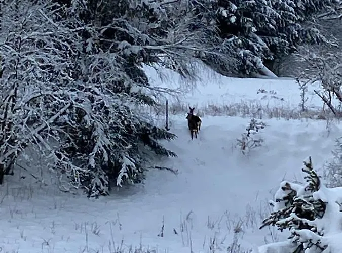 Bergchalet Loewenzahn * Benshausen